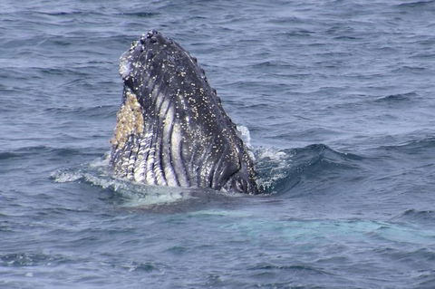 Jervis Bay Whale Watching Tour - Accommodation Newcastle 4