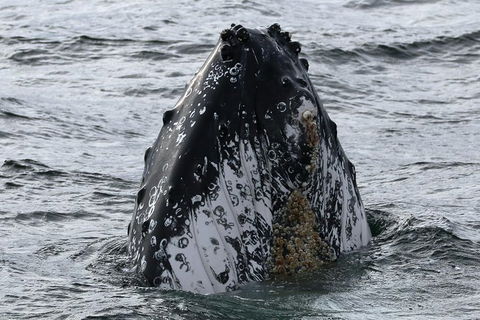 Jervis Bay Whale Watching Tour - Accommodation Newcastle 7