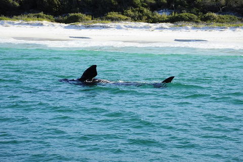 Jervis Bay Whale Watching Tour - Accommodation Newcastle 5