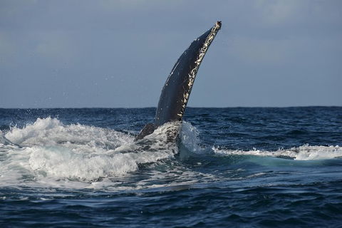 Jervis Bay Whale Watching Tour - Accommodation Newcastle 8