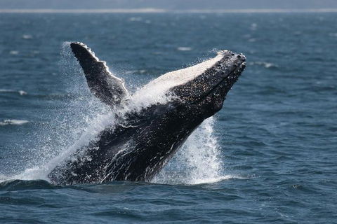Jervis Bay Whale Watching Tour - Accommodation Newcastle 10