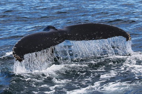 Jervis Bay Whale Watching Tour - Accommodation Newcastle 6