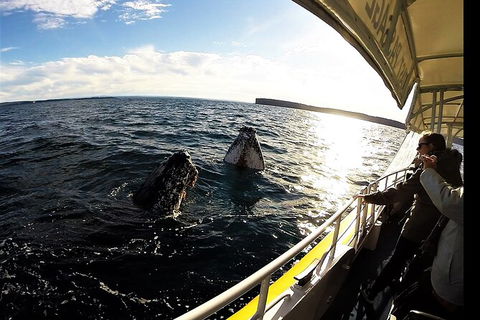 Jervis Bay Whale Watching Tour - Accommodation Newcastle 3