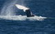 Jervis Bay Whale Watching Tour - thumb 11