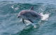 Jervis Bay Passage Tour - thumb 12
