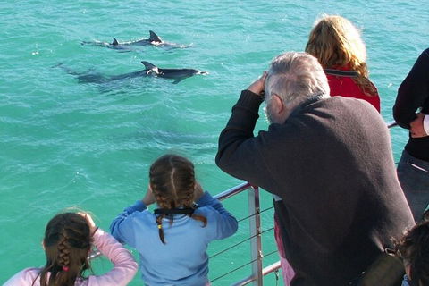 Jervis Bay Dolphin Watch Cruise - Accommodation Newcastle 4