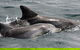 Jervis Bay Dolphin Watch Cruise - thumb 5