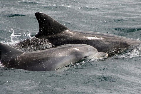 Jervis Bay Dolphin Watch Cruise - Accommodation Newcastle 5