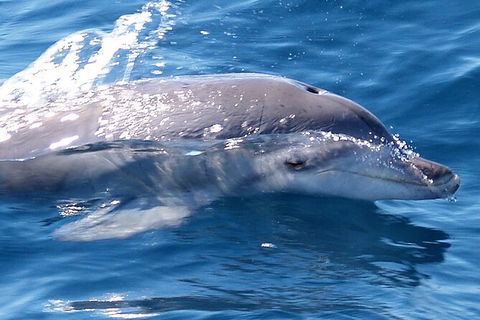 Jervis Bay Dolphin Watch Cruise - Accommodation Newcastle 3