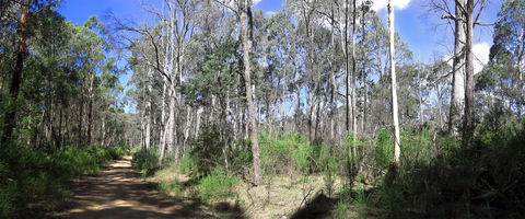 Blue Range Camping And Picnic Area - Accommodation Newcastle 1