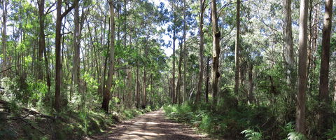 Blue Range Camping And Picnic Area - Accommodation Newcastle 2
