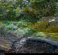 Browns Forest Loop Trail - Accommodation Newcastle