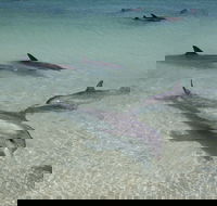 Dolphins of Monkey Mia - Accommodation Newcastle