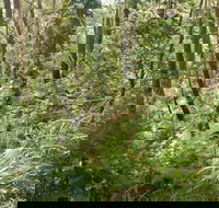 Gap Beach Walking Track