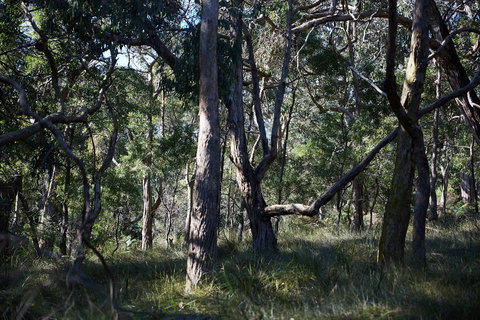 Green's Bush Long Circuit Walk - Accommodation Newcastle 0