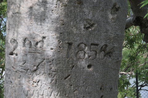 Gregory's Tree, Timber Creek - Accommodation Newcastle 2