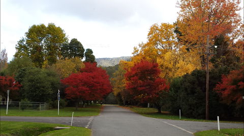 Jamieson Significant Trees - Accommodation Newcastle 1