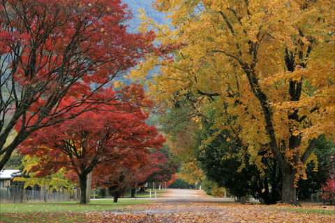 Jamieson Significant Trees - Accommodation Newcastle 2