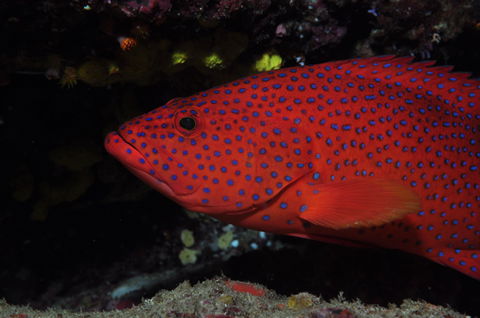 Maori Wrasse Bommie Dive Site - Accommodation Newcastle 0