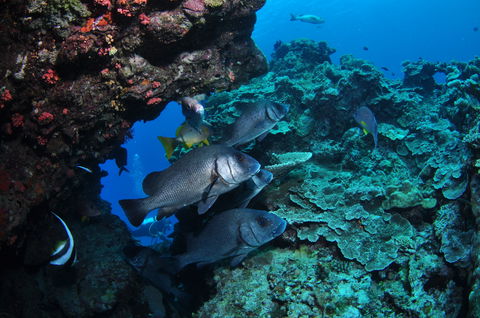 Maori Wrasse Bommie Dive Site - Accommodation Newcastle 1