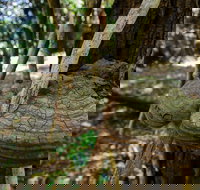 Mount Keira Ring Track - Accommodation Newcastle