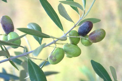 Olives Of Beaulieu - Accommodation Newcastle 2