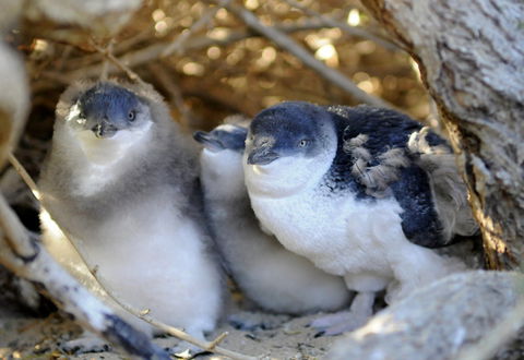 Penguin Island - Accommodation Newcastle 0
