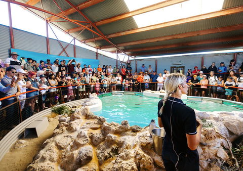 Penguin Island - Accommodation Newcastle 1