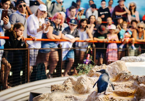 Penguin Island - Accommodation Newcastle 2