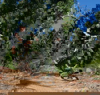 Scorpion Trail Kalamunda Mountain Bike Trails - Accommodation Newcastle