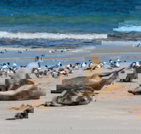 Seal Bay - Accommodation Newcastle