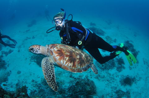 Second Reef Dive Site - Accommodation Newcastle 0