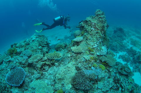 Second Reef Dive Site - Accommodation Newcastle 1