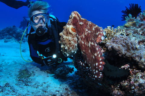 Second Reef Dive Site - Accommodation Newcastle 2