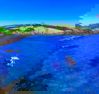 Snorkelling Montague Island - Accommodation Newcastle