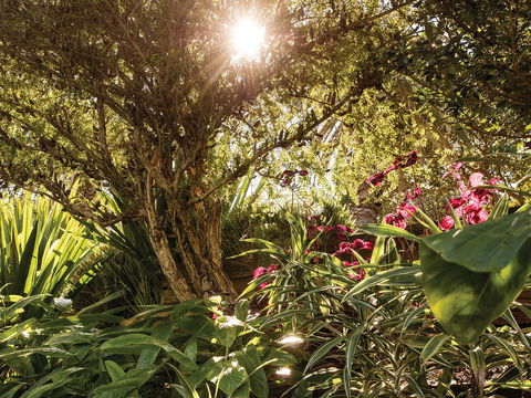 Wendy Whiteley's Secret Garden - Accommodation Newcastle 1