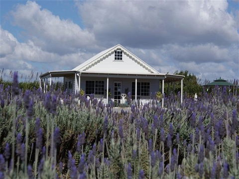 Amandine Lavender - Accommodation Newcastle 0