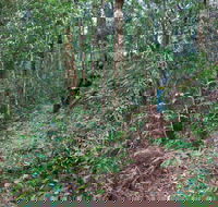 Blackbutt walking track - Accommodation Newcastle