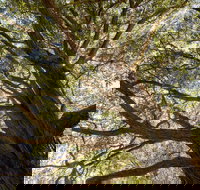 Byarong Park Picnic Area - Accommodation Newcastle