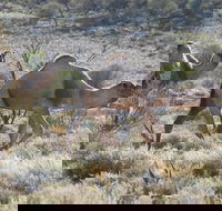 Canning Stock Route - Accommodation Newcastle