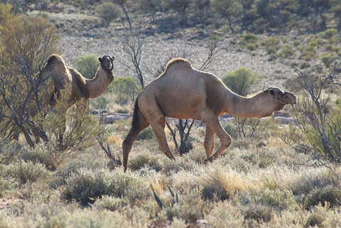 Canning Stock Route - Accommodation Newcastle 0