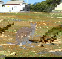 Cape Borda Lightstation - Flinders Chase National Park - Accommodation Newcastle