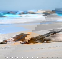 Cape Gantheaume Conservation Park and Wilderness Protection Area - Accommodation Newcastle