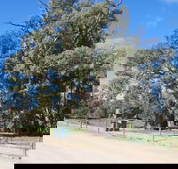 Giant Gum Tree - Accommodation Newcastle