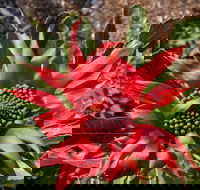 Inverawe Native Gardens - Accommodation Newcastle