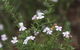 Karlkurla Bushland Park - thumb 2