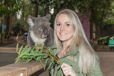 Koala Park Sanctuary - Accommodation Newcastle 0