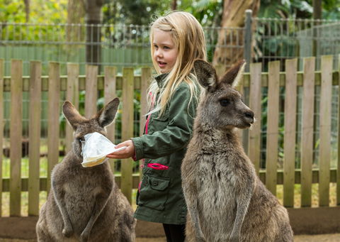 Koala Park Sanctuary - Accommodation Newcastle 1