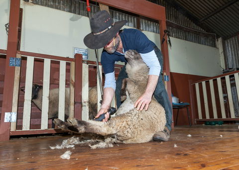 Koala Park Sanctuary - Accommodation Newcastle 2