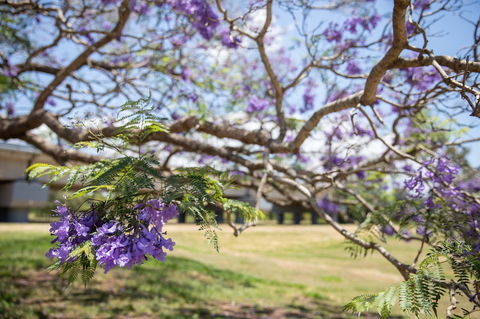 Leis Park - Accommodation Newcastle 1